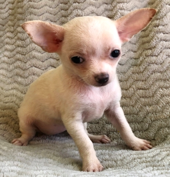 comprar cachorros sanos, baratos y asequibles para la venta